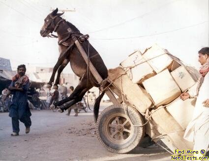 Overloaded Donkey