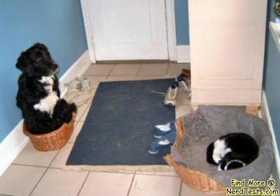 Cat Pwns Dog