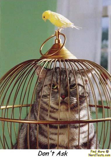 tweety