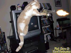 cat attack